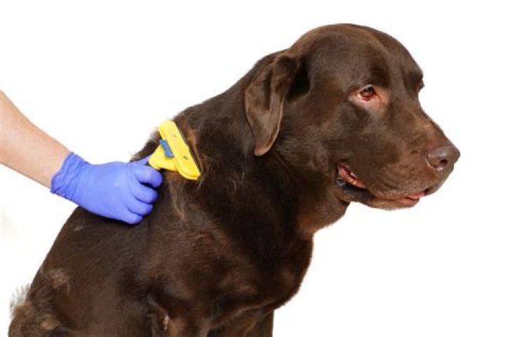 4 Best Brush for Labs in 2018 LabradorStuff