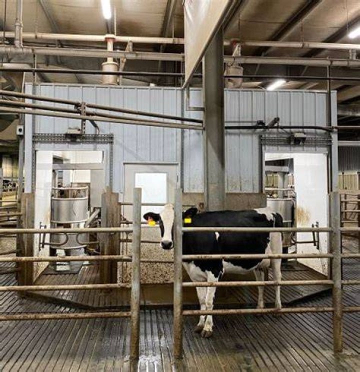 Amazon.co.jp Milking & Breeding Amy 2 (erotica, lactation, pregnancy