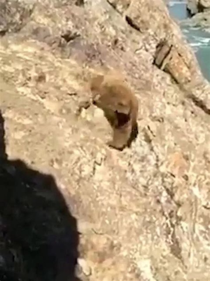 Bear falls to death from cliff after being chased and pelted with