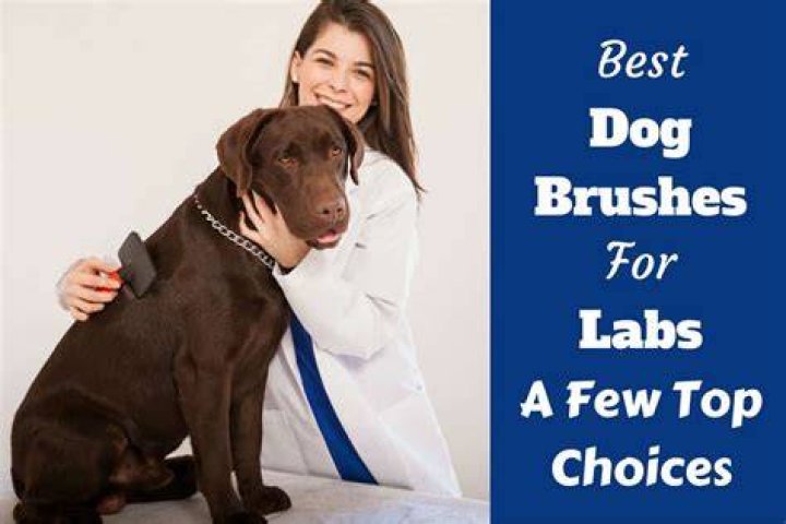 Best Brush For Labs That Shed Loads And Love The Mud