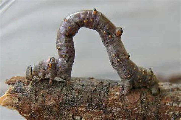 Curved Tooth Geometer Moth Caterpillar &raquo; Otaewns