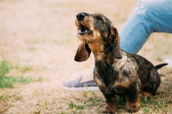 Do Dachshunds Bark A Lot? Caring For A Dog