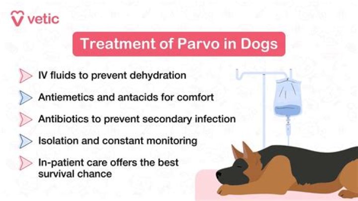 Do Dogs With Parvo Have Seizures