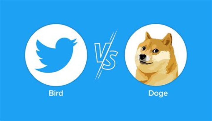 Doge Cat on Twitter "Now why this one ate up the main? 🤔 she was doing