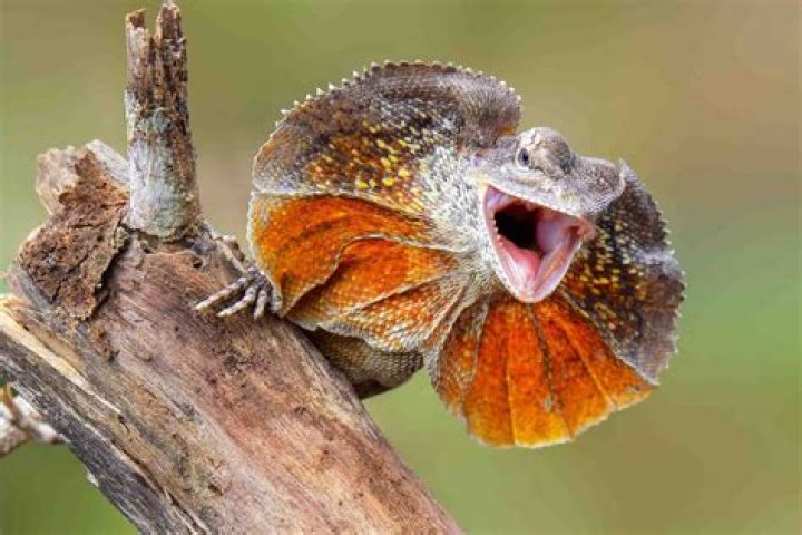 Frilled Lizard (Chlamydosaurus Kingii) about animals
