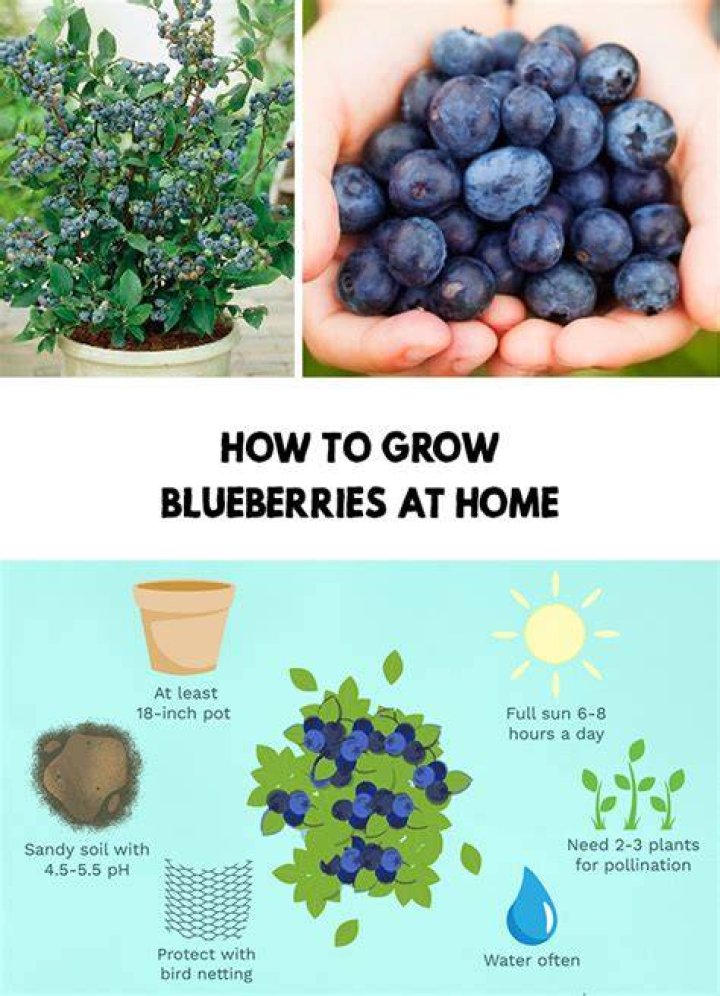 How to Grow Blueberries
