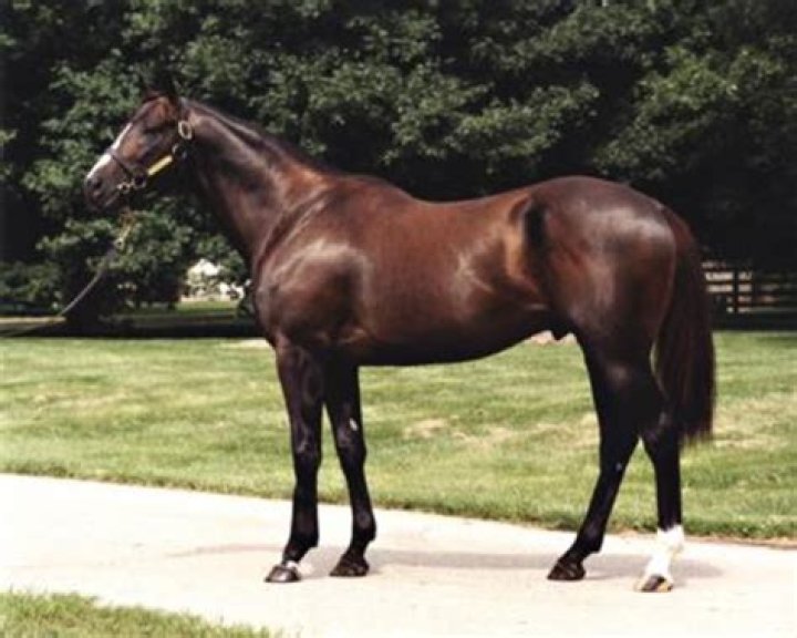 Jump Start, Irish War Cry Lead Northview Stallion Station's 2019 Roster