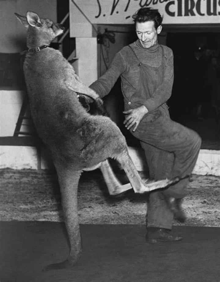 Kangaroo Boxing 20 Bizarre And Disturbing Vintage Photos