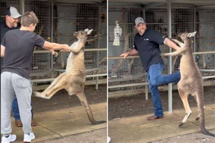 Kangaroo captured on video punching man in the face
