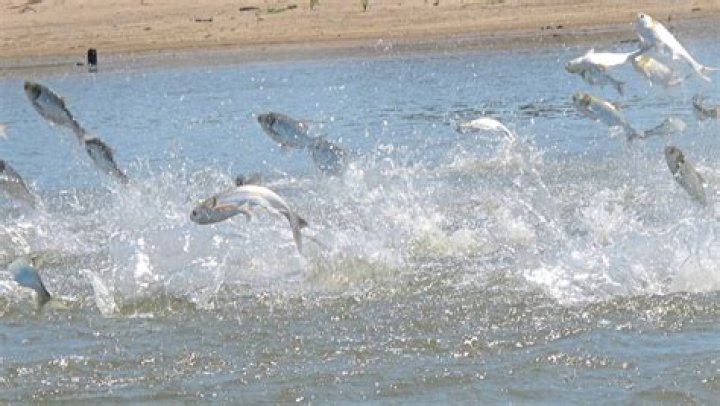 Officials capture invasive carp The Columbian