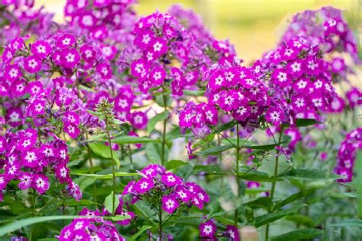 Phlox 'Opening Act Pink a Dot' Garden Crossings