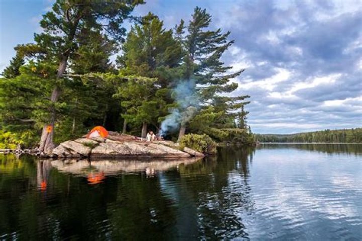 Pine Martens in Algonquin Provincial Park