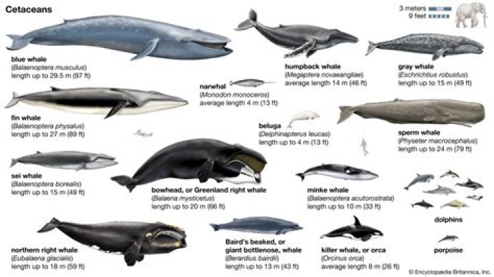 whale Definition, Types, & Facts Britannica