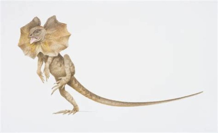 Why do lizards run on two legs? Discover Wildlife